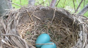 Pensionssparande:Prioritera din framtid – House vs Nest Egg 